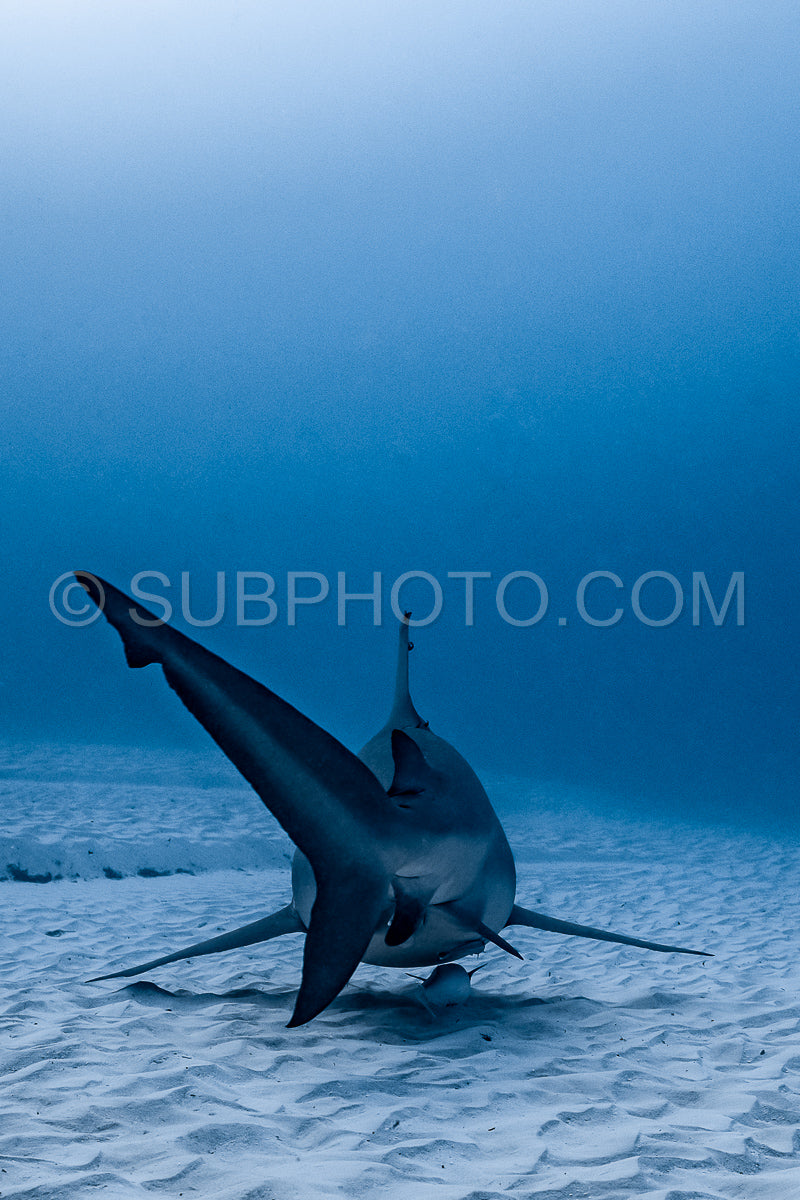 Photo de Rencontre avec un requin taureau à Playa Del Carmen au Mexique
