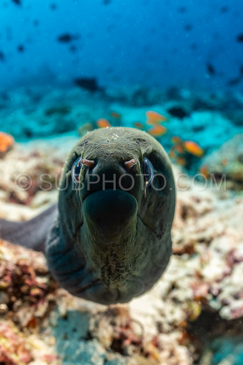 Photo de murène géante