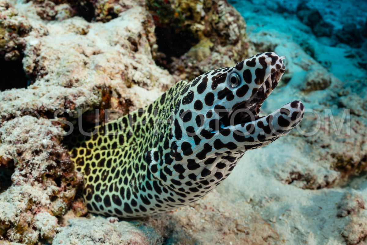 spotted moray