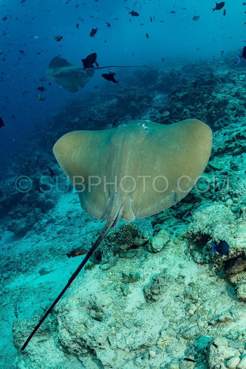 woman diver with Pink whipray