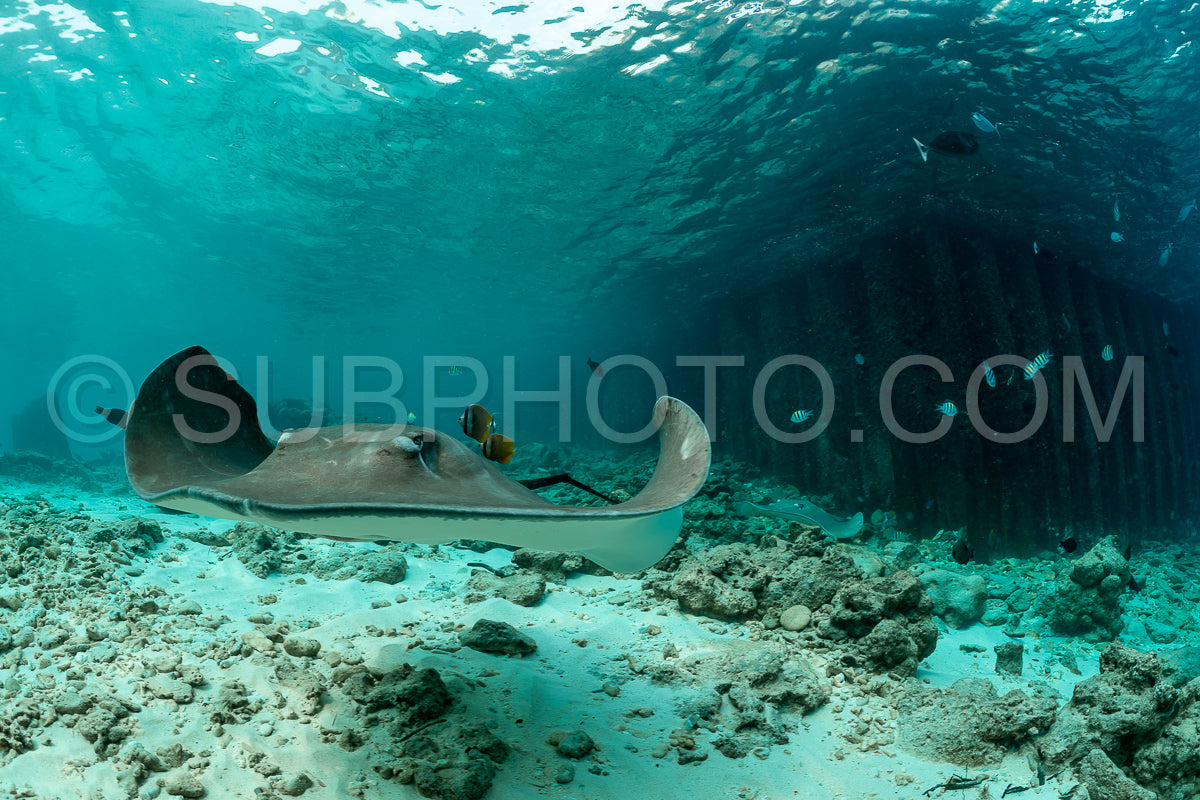 woman diver with Pink whipray