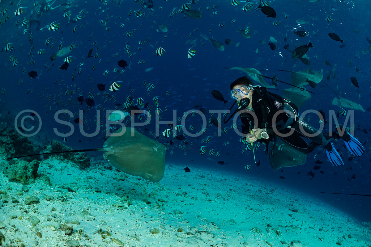 woman diver with Pink whipray