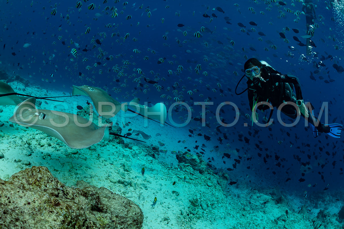 woman diver with Pink whipray