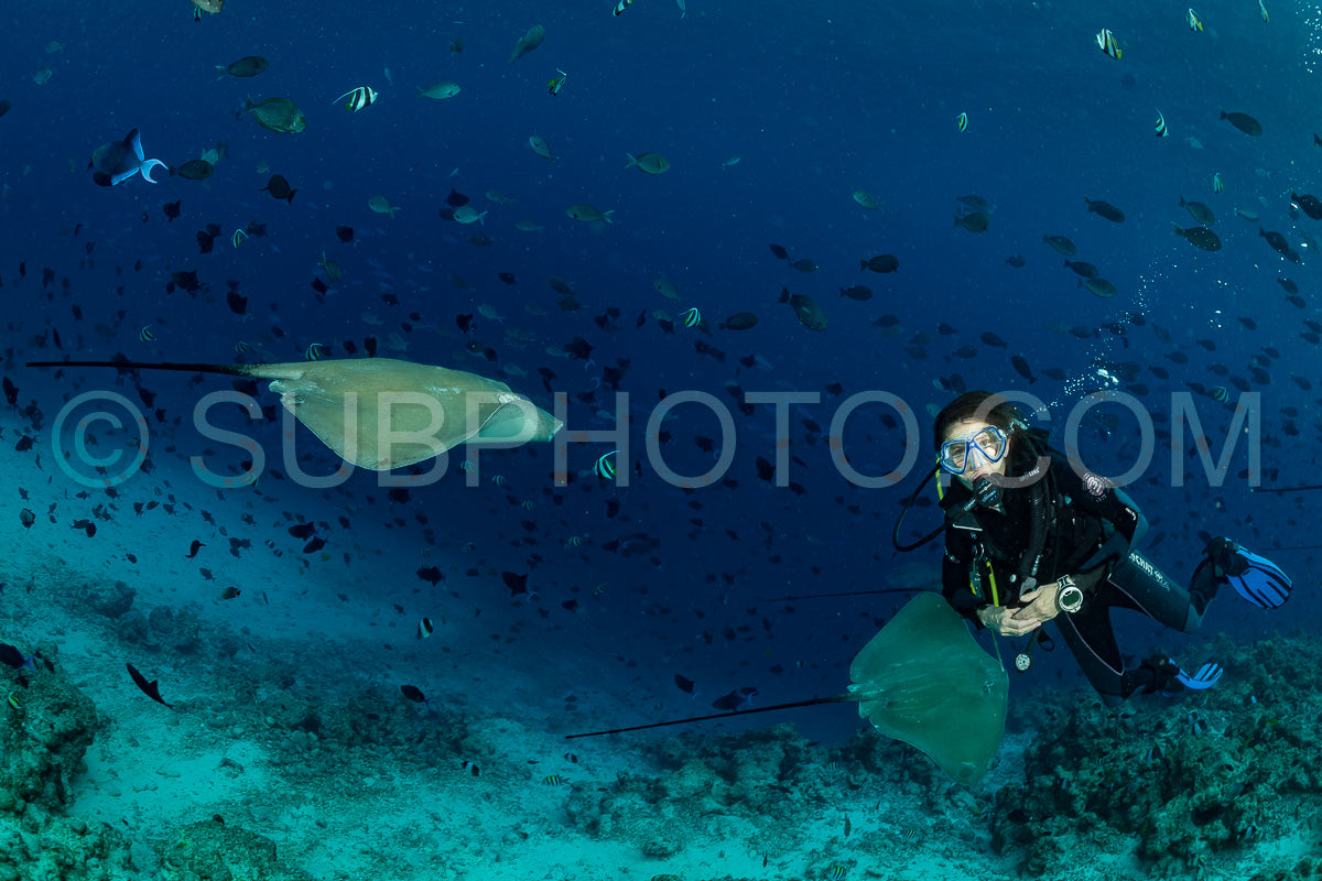 woman diver with Pink whipray