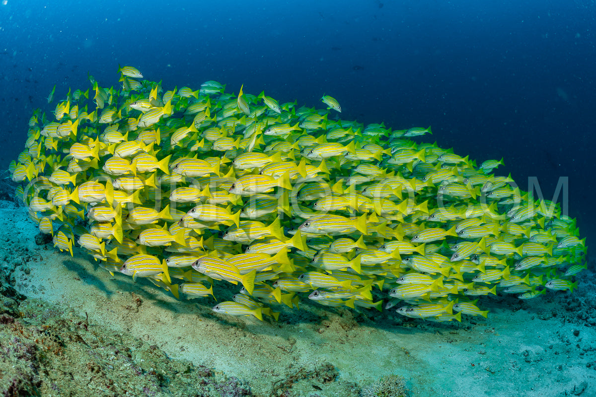 Photo de Banc de vivaneaux à bandes bleues