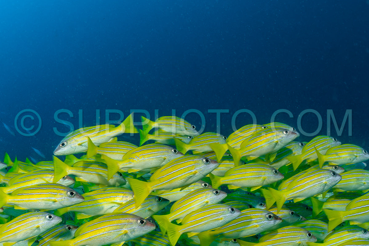 Photo de Banc de vivaneaux avec un plongeur