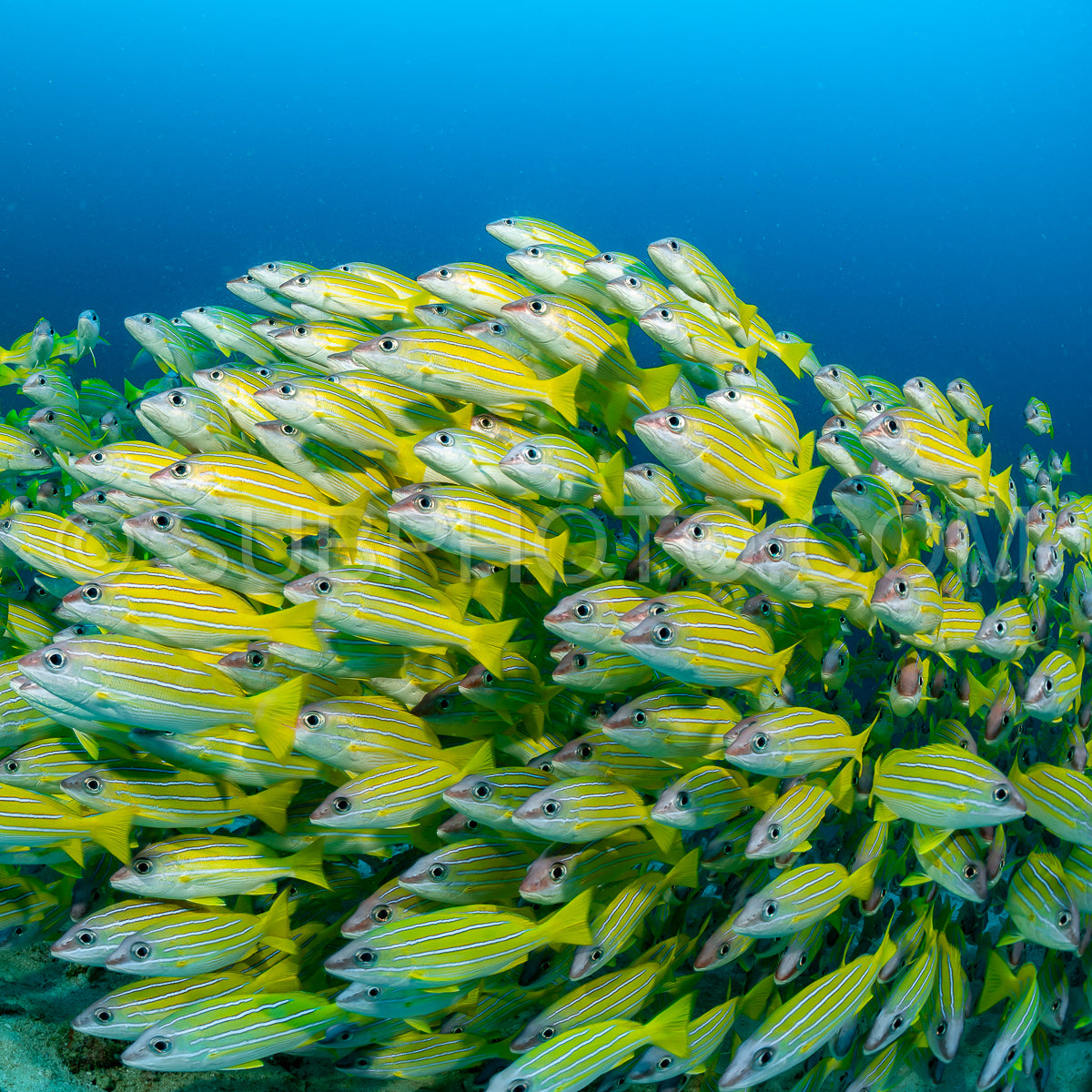 Photo de Banc de vivaneaux avec un plongeur