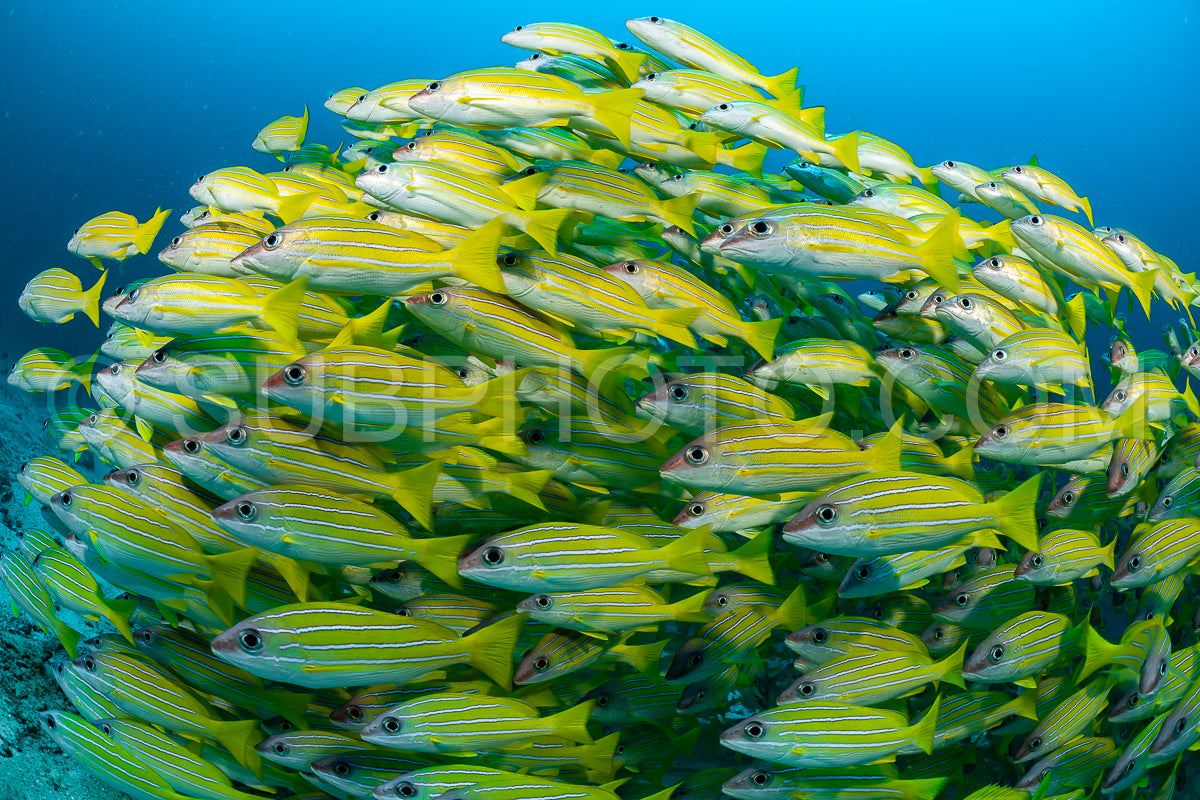 Photo de Banc de vivaneaux avec un plongeur
