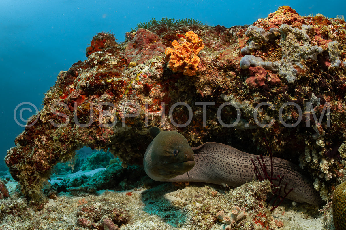 giant moray