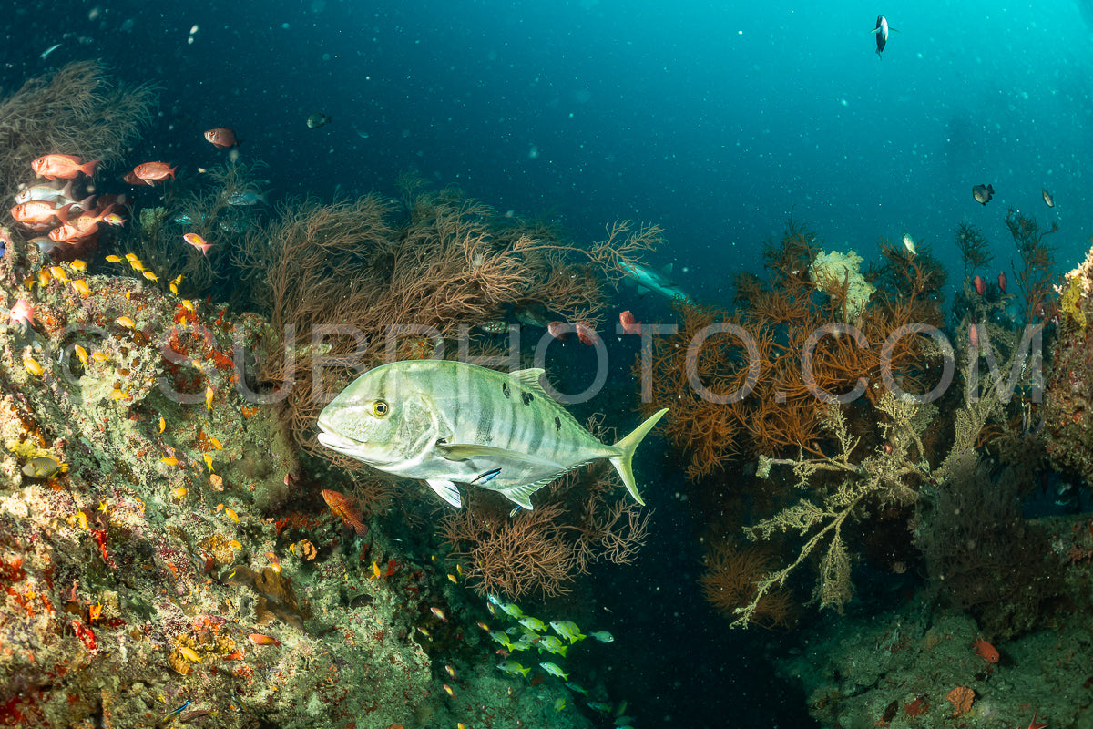 Photo de carangue dorée