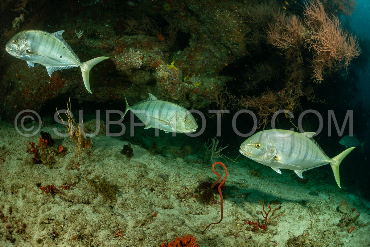 Photo de carangue dorée