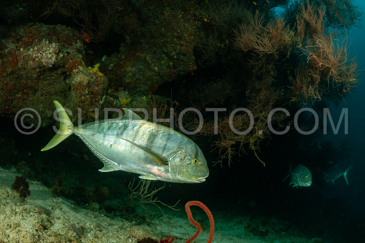 Photo de carangue dorée