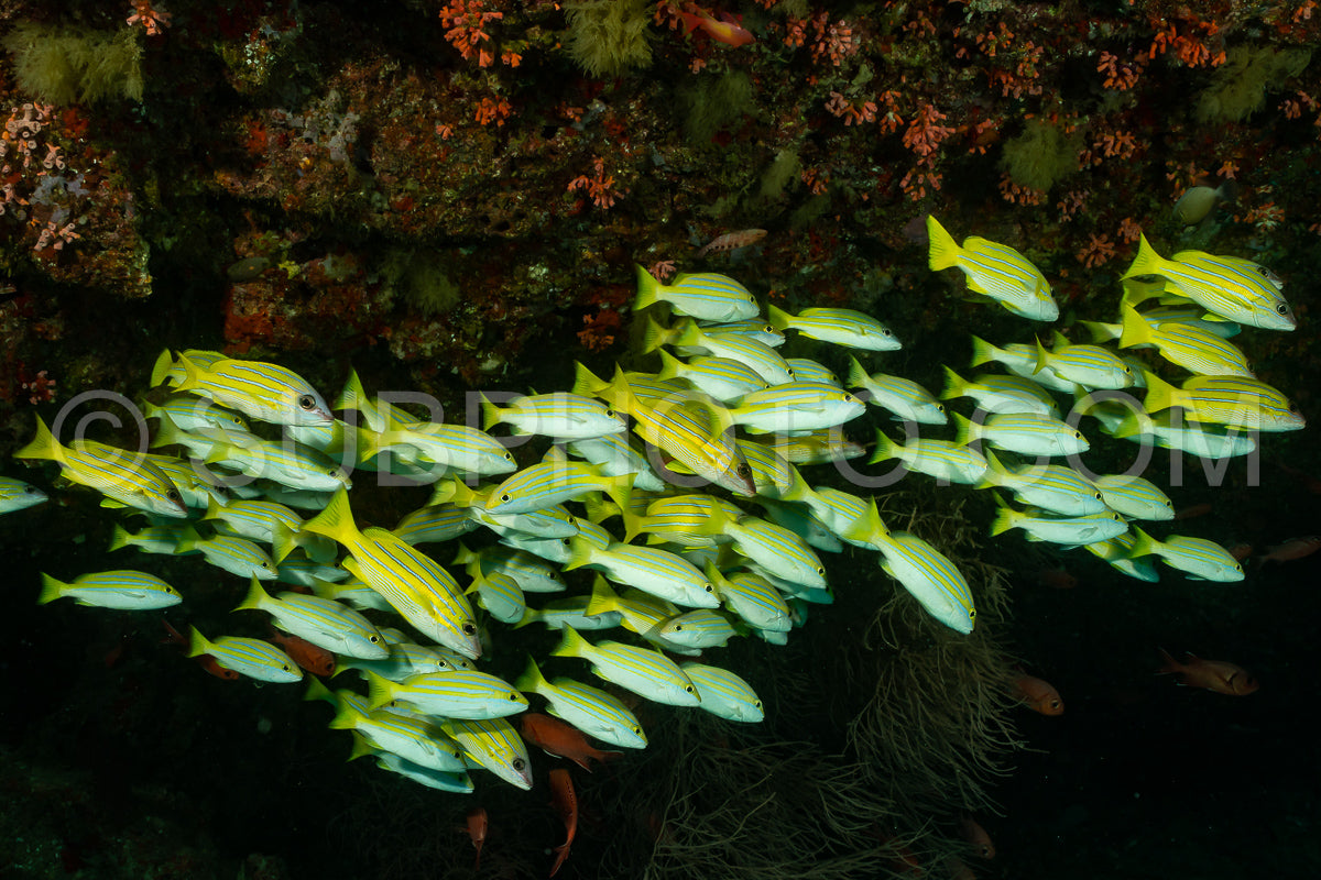 Photo de Banc de vivaneaux à bandes bleues
