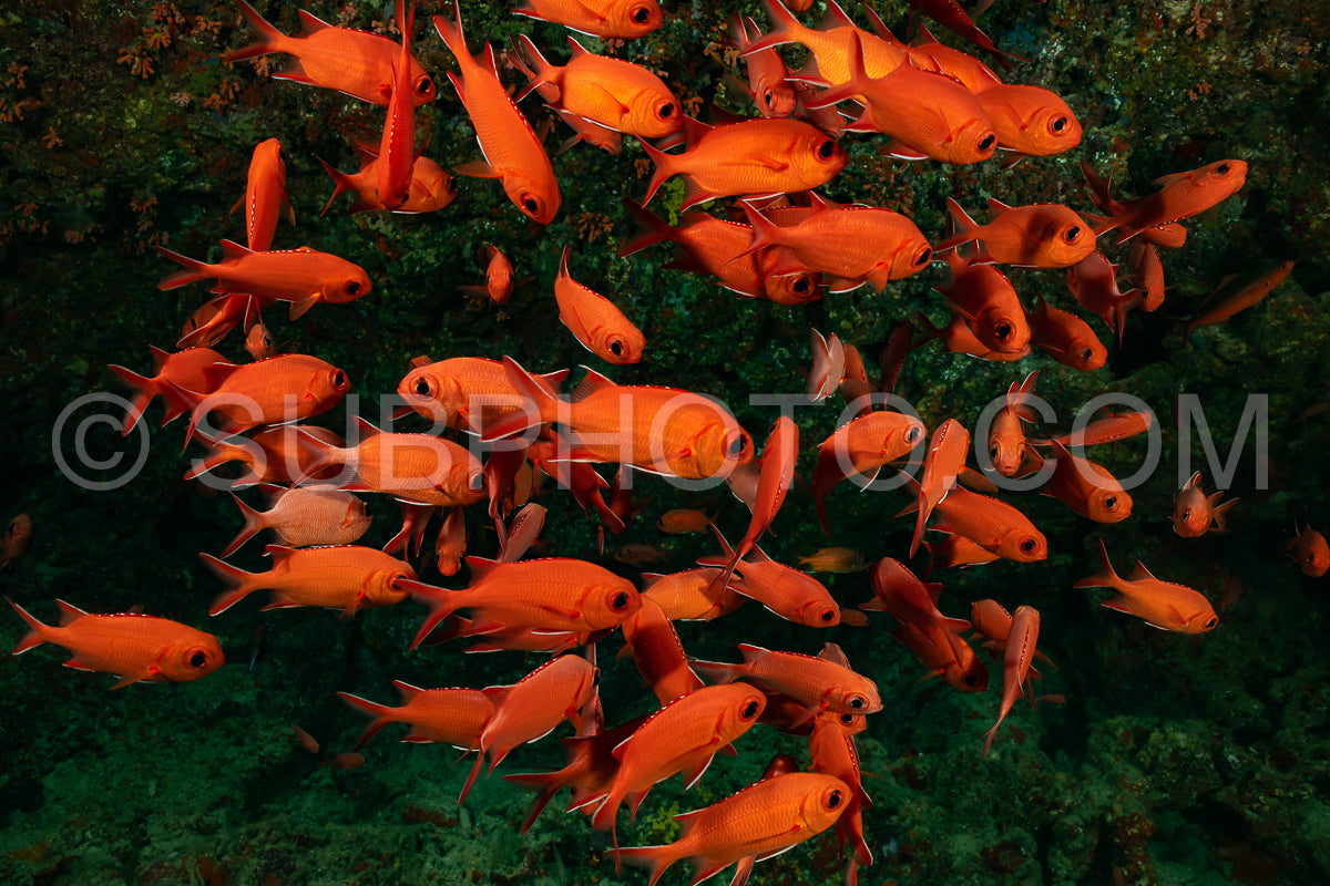 Photo de banc de poissons-soldats à pointe blanche