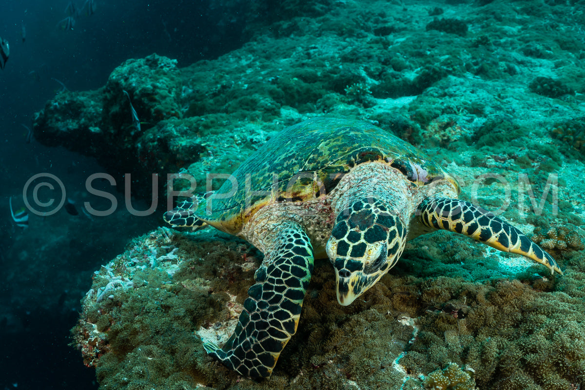 hawksbill sea turtle