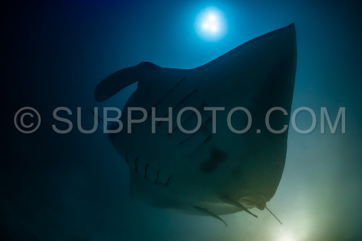 Manta ray at night in the Maldives