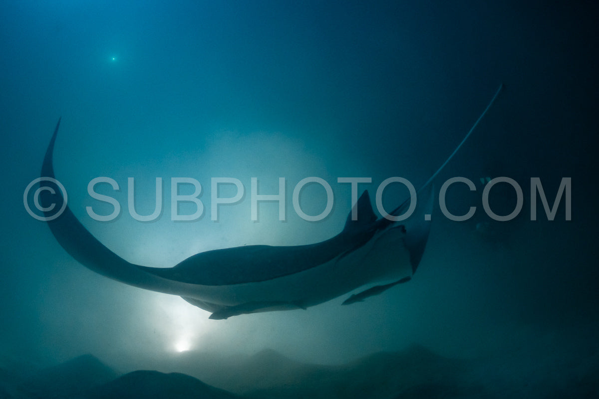 Photo de Raie manta de nuit aux Maldives