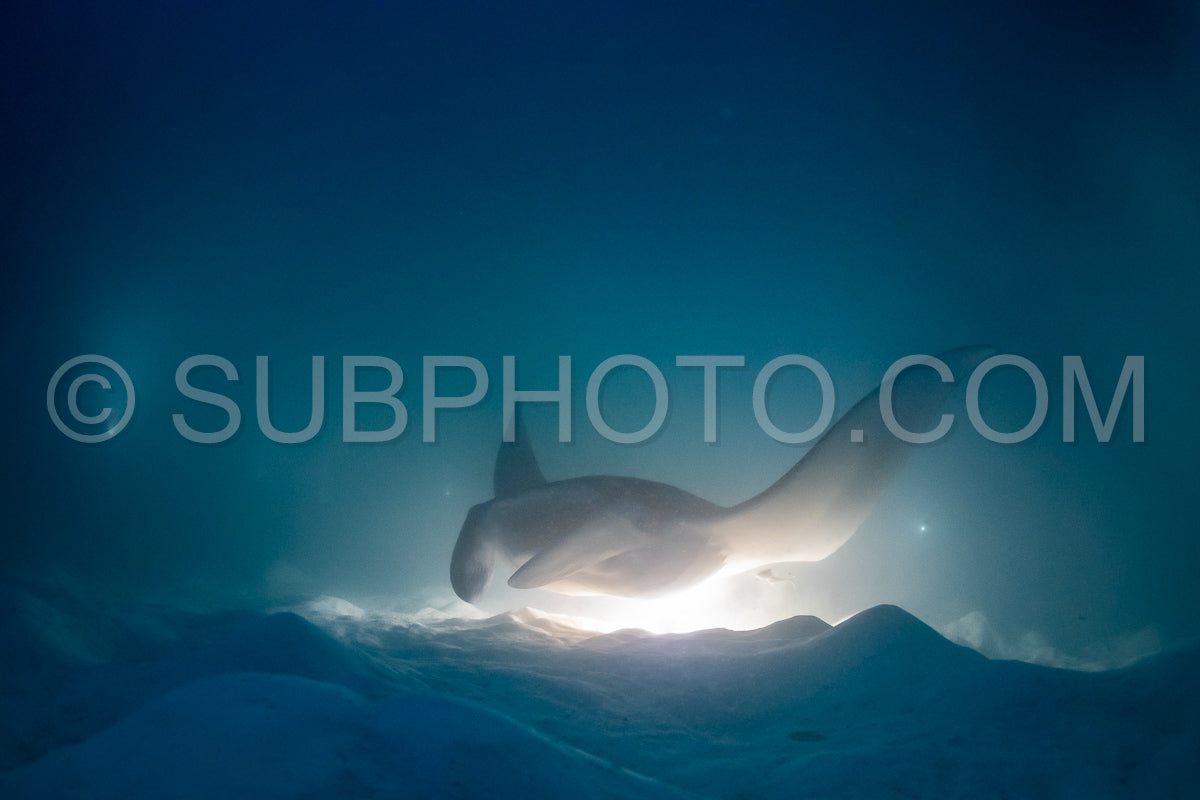 Manta ray at night in the Maldives