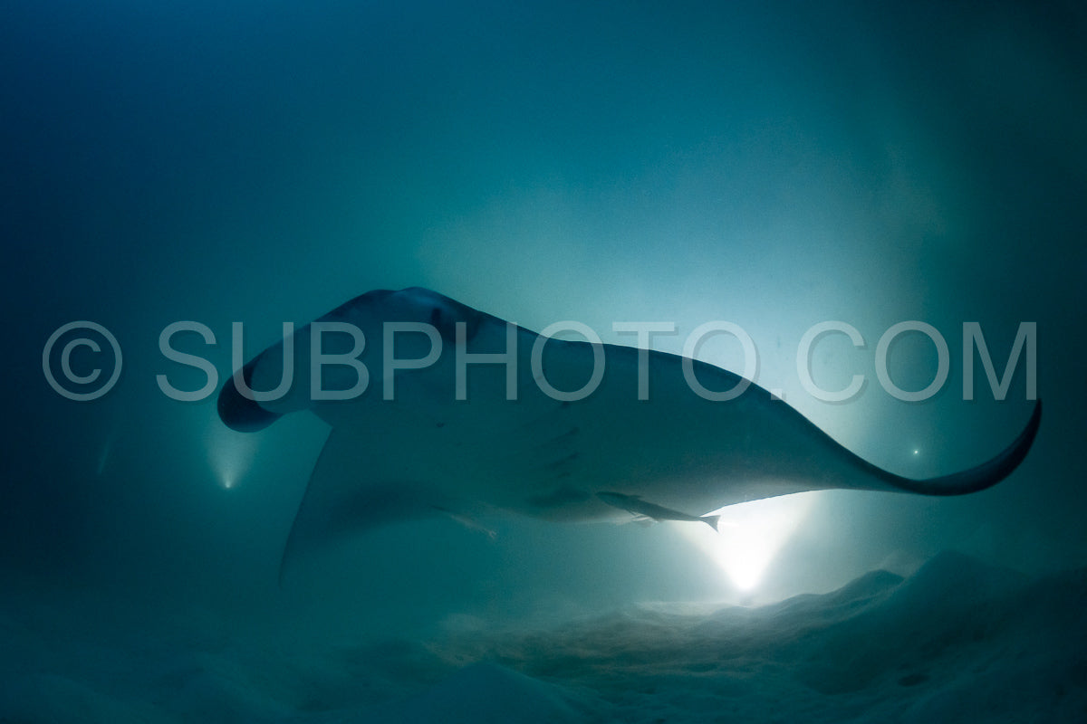 Manta ray at night in the Maldives