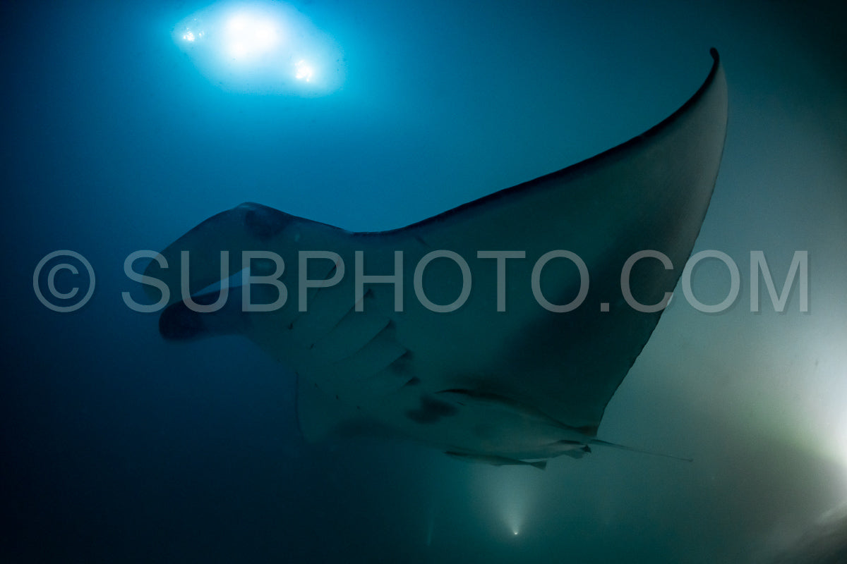 Manta ray at night in the Maldives