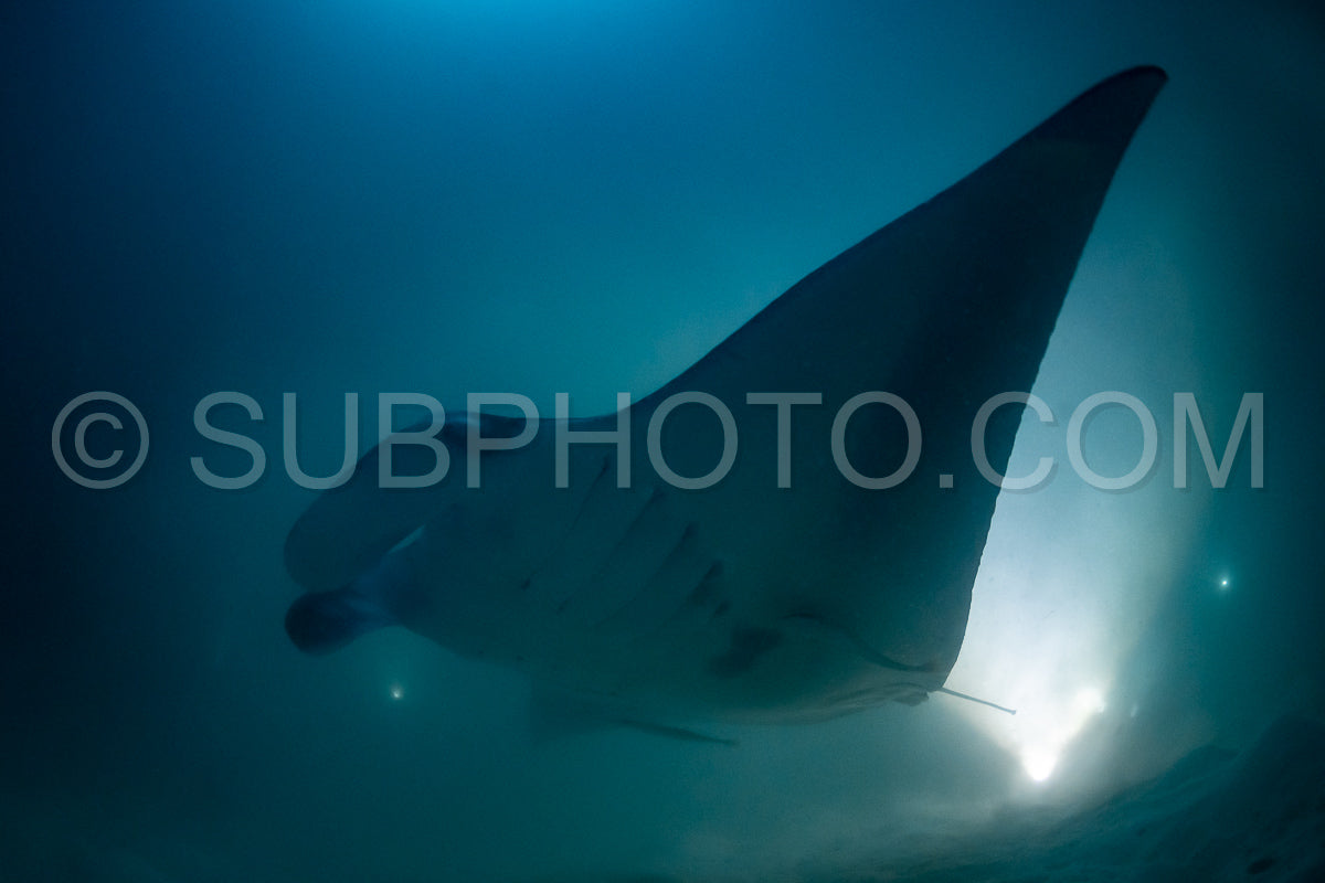 Manta ray at night in the Maldives