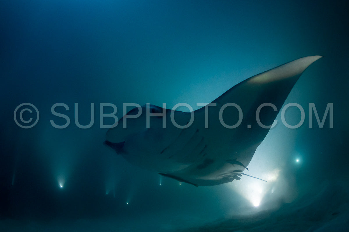 Manta ray at night in the Maldives