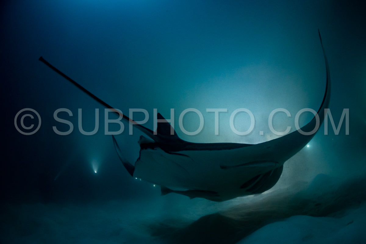 Manta ray at night in the Maldives