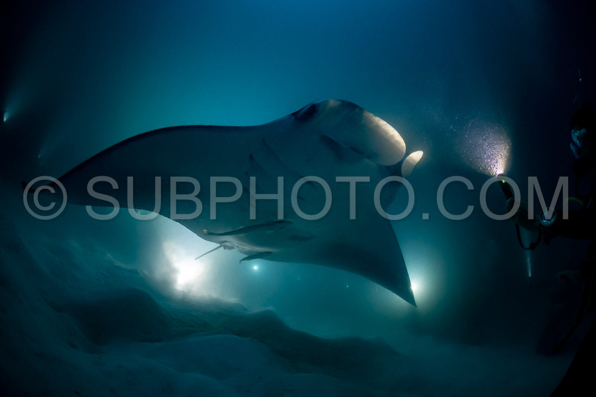 Manta ray at night in the Maldives
