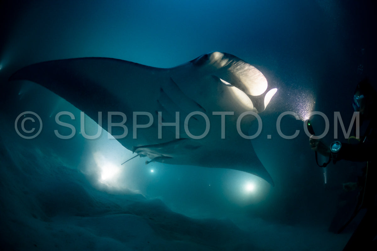 Manta ray at night in the Maldives
