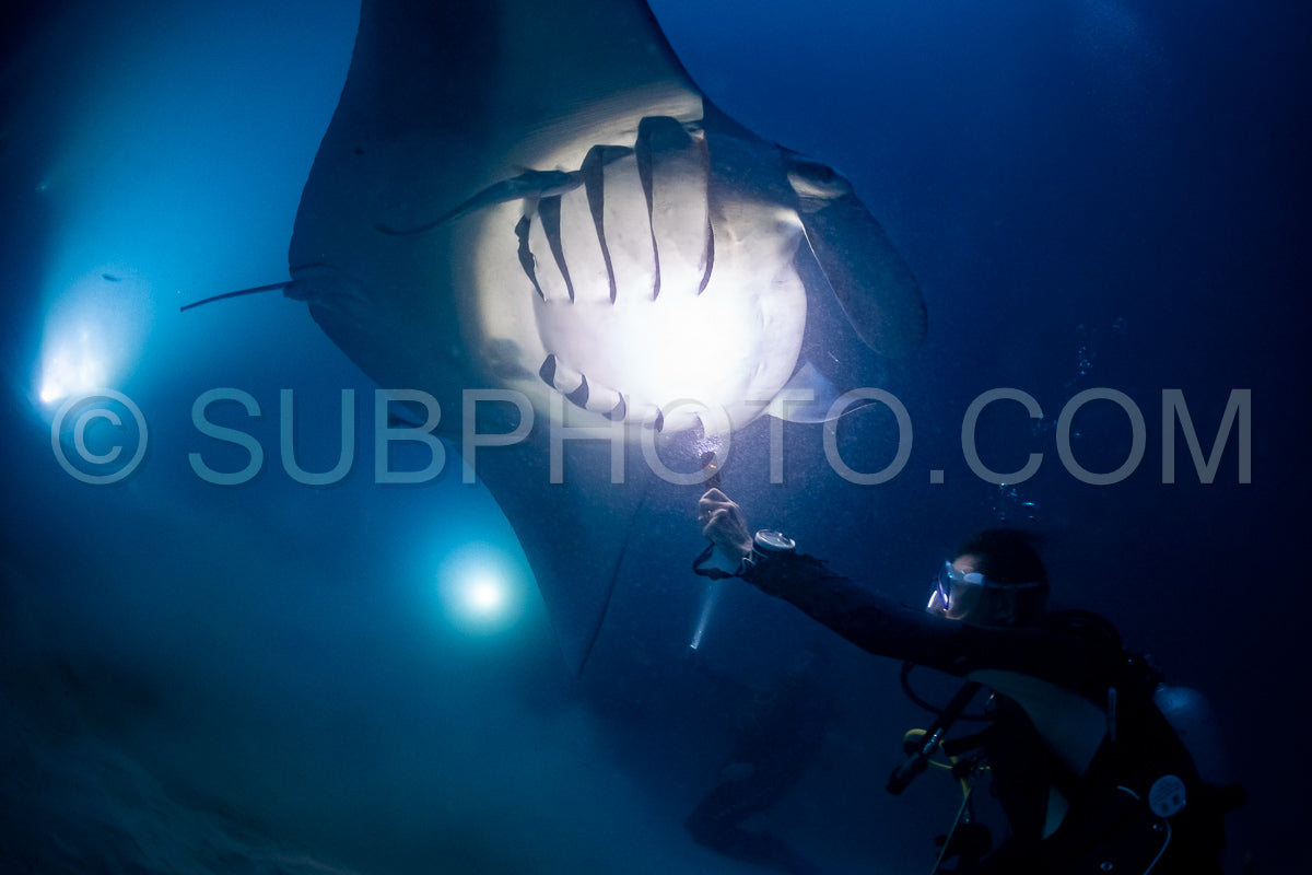 Manta ray at night in the Maldives