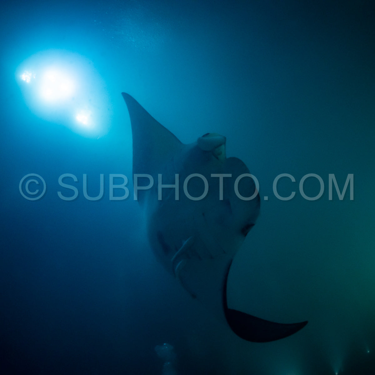 Manta ray at night in the Maldives