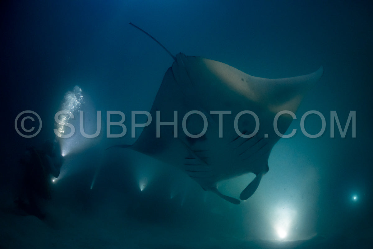 Manta ray at night in the Maldives