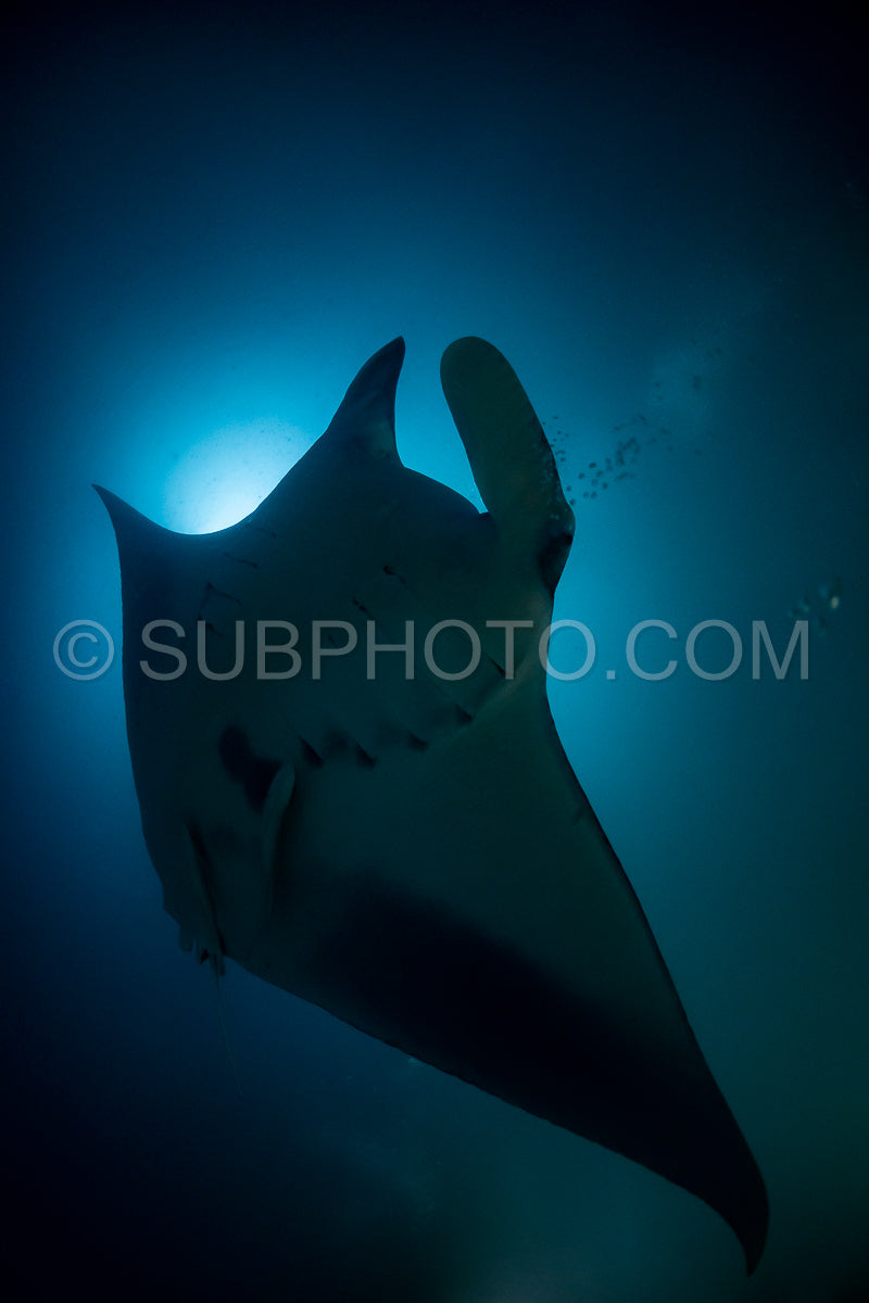 Manta ray at night in the Maldives