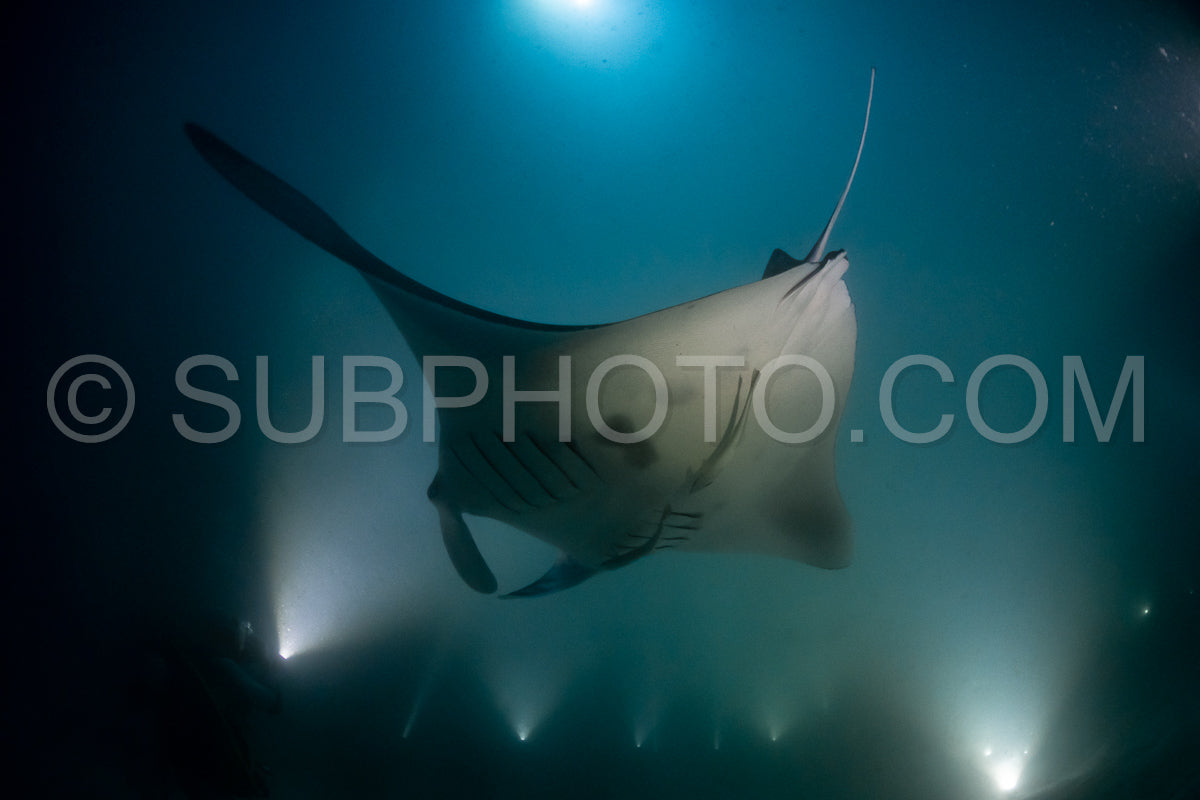 Manta ray at night in the Maldives