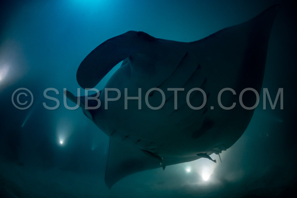 Manta ray at night in the Maldives