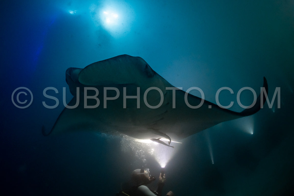 Manta ray at night in the Maldives