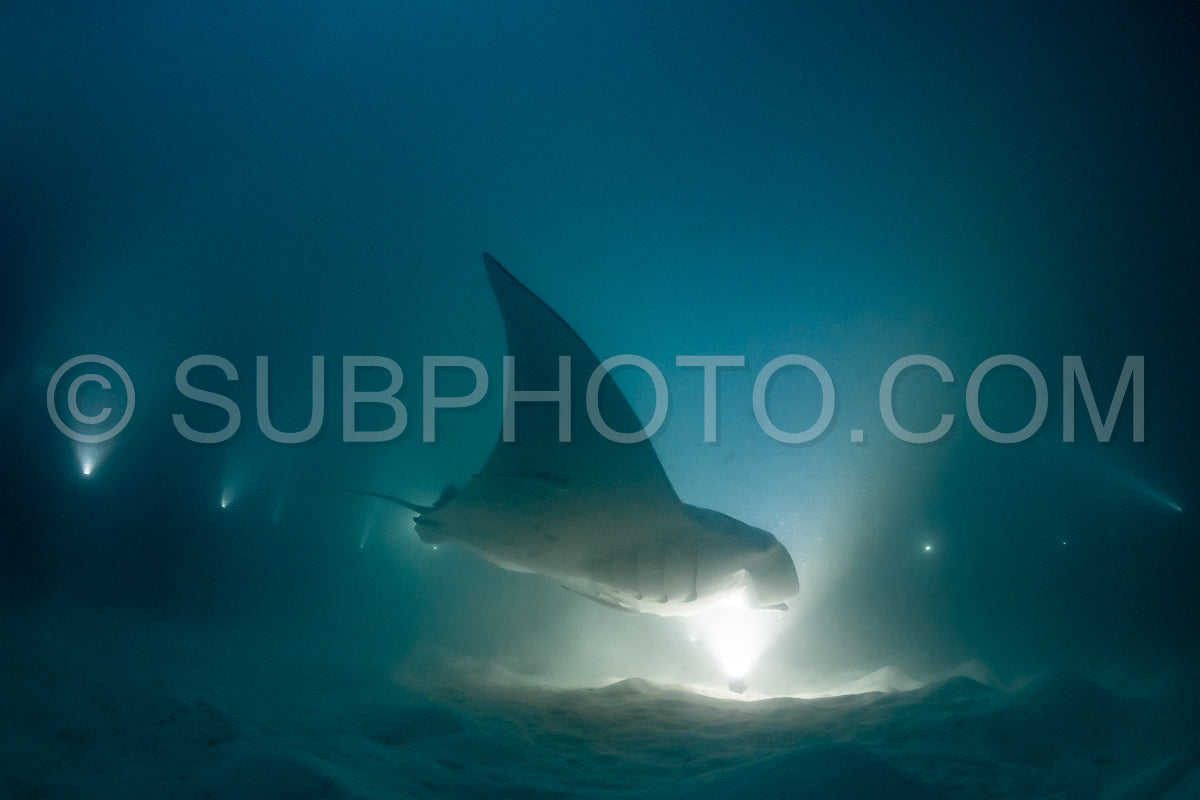 Manta ray at night in the Maldives