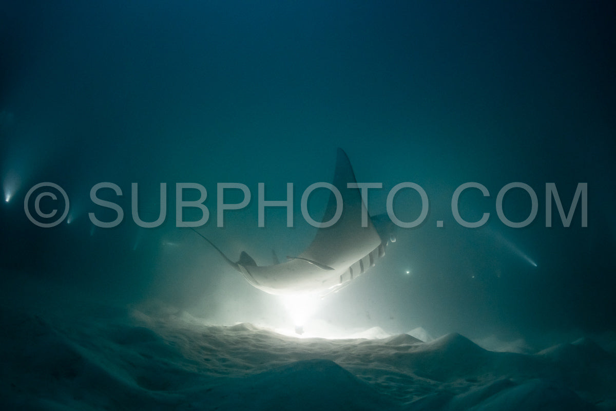 Manta ray at night in the Maldives