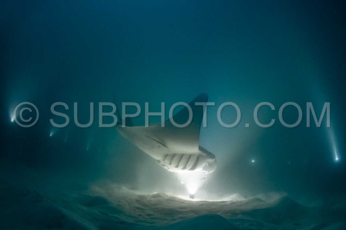 Manta ray at night in the Maldives