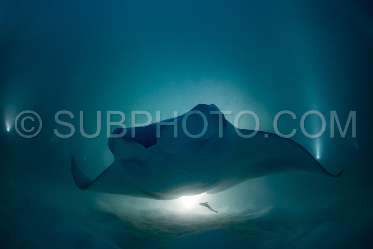 Manta ray at night in the Maldives