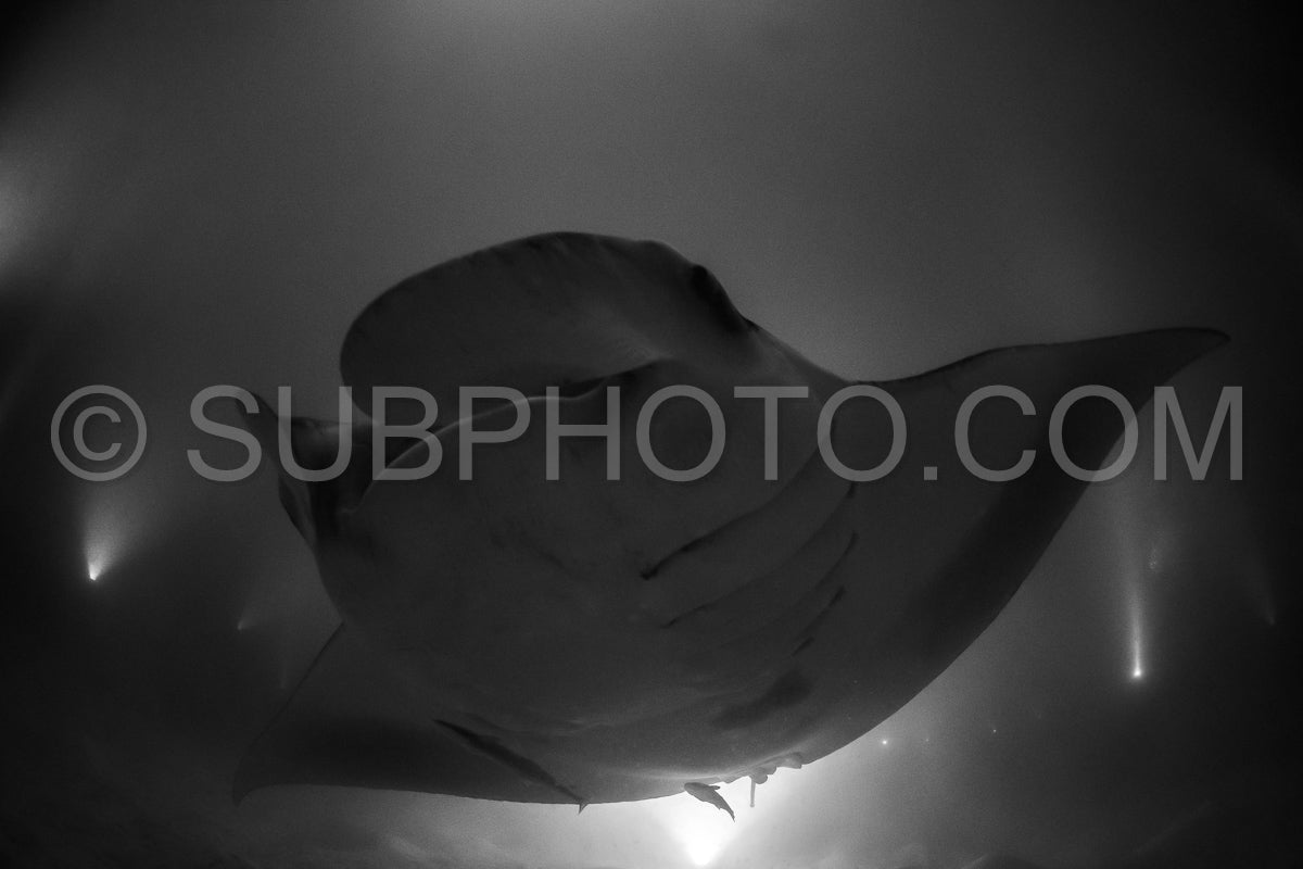 Manta ray at night in the Maldives