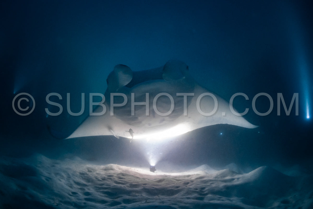 Manta ray at night in the Maldives
