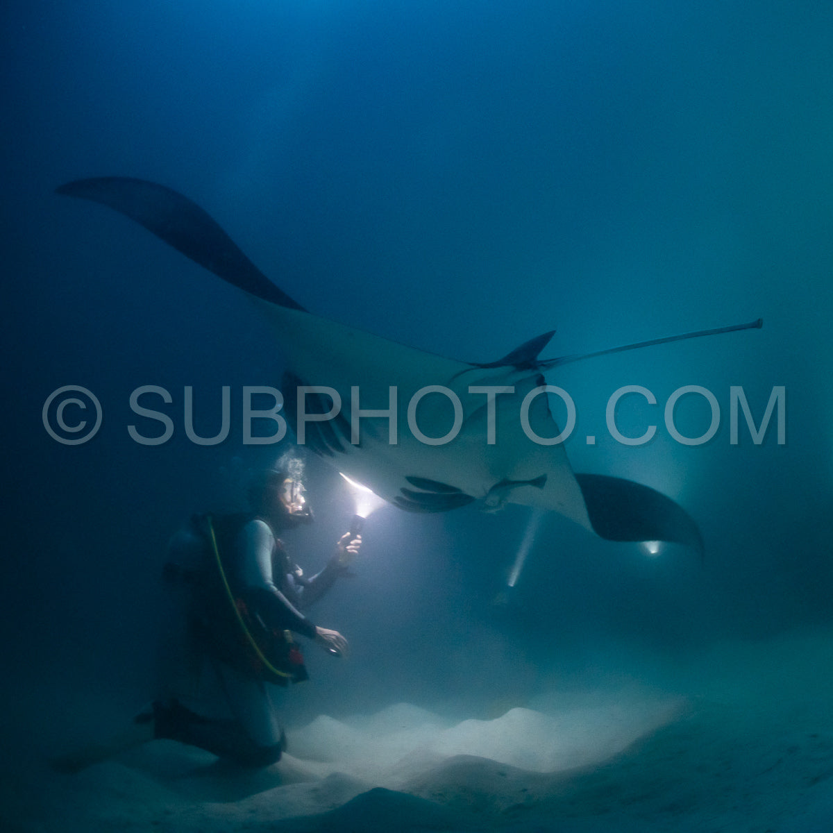Photo de Raie manta de nuit aux Maldives