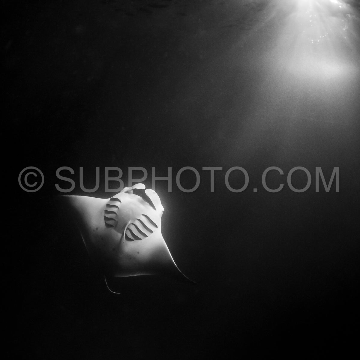 Manta ray at night in the Maldives
