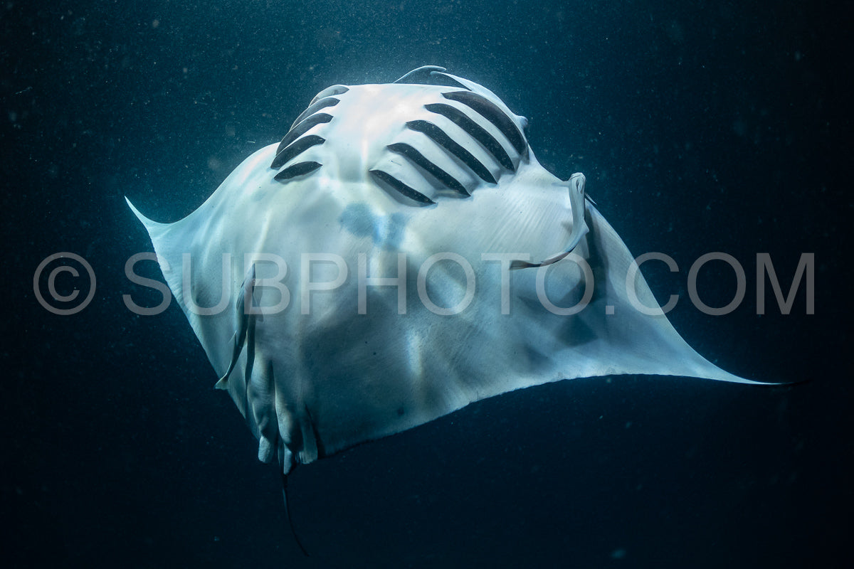 Manta ray at night in the Maldives