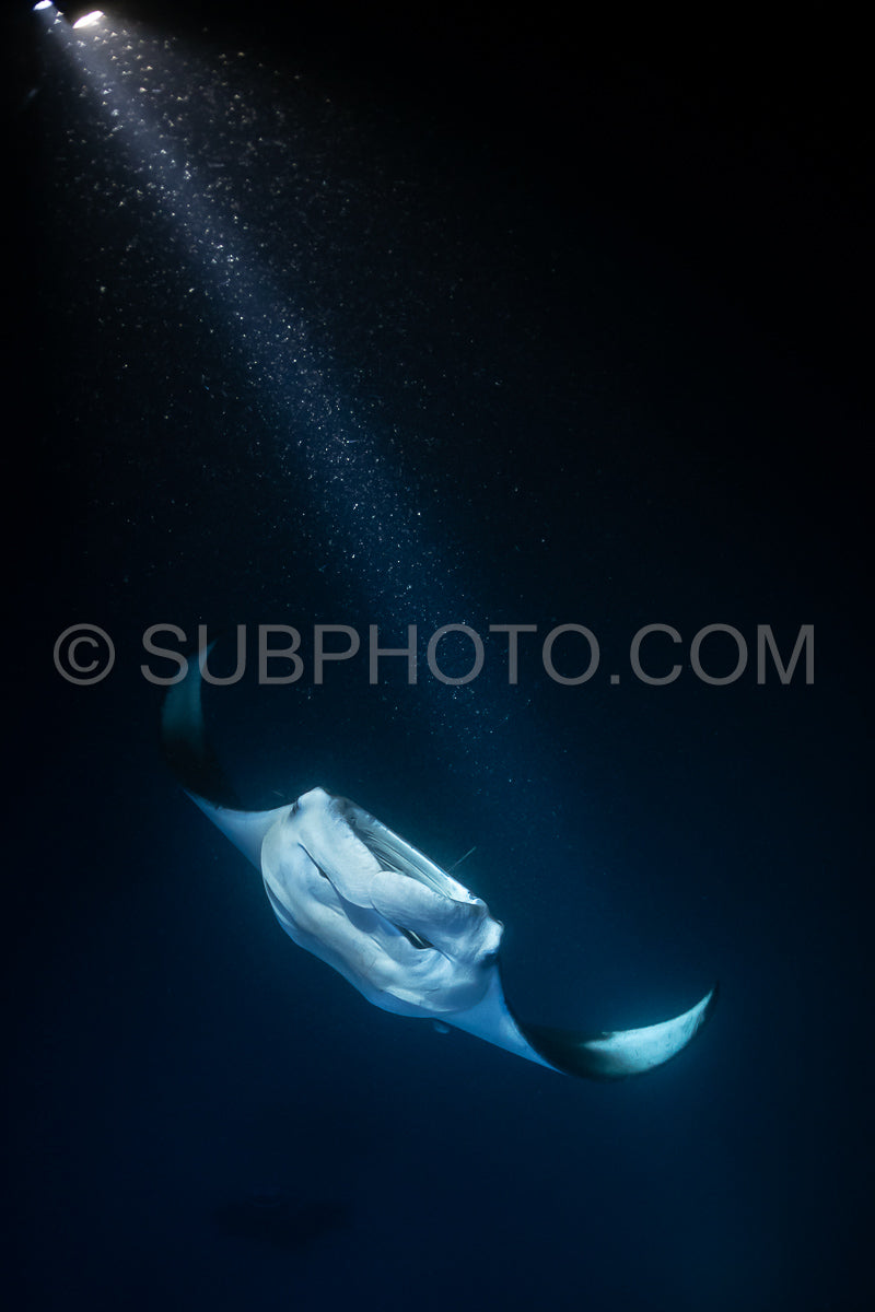 Manta ray at night in the Maldives