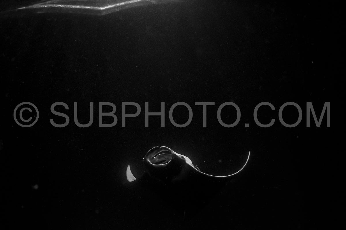 Manta ray at night in the Maldives