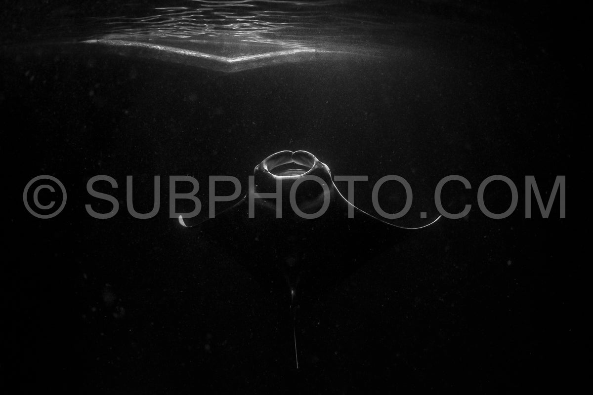 Manta ray at night in the Maldives