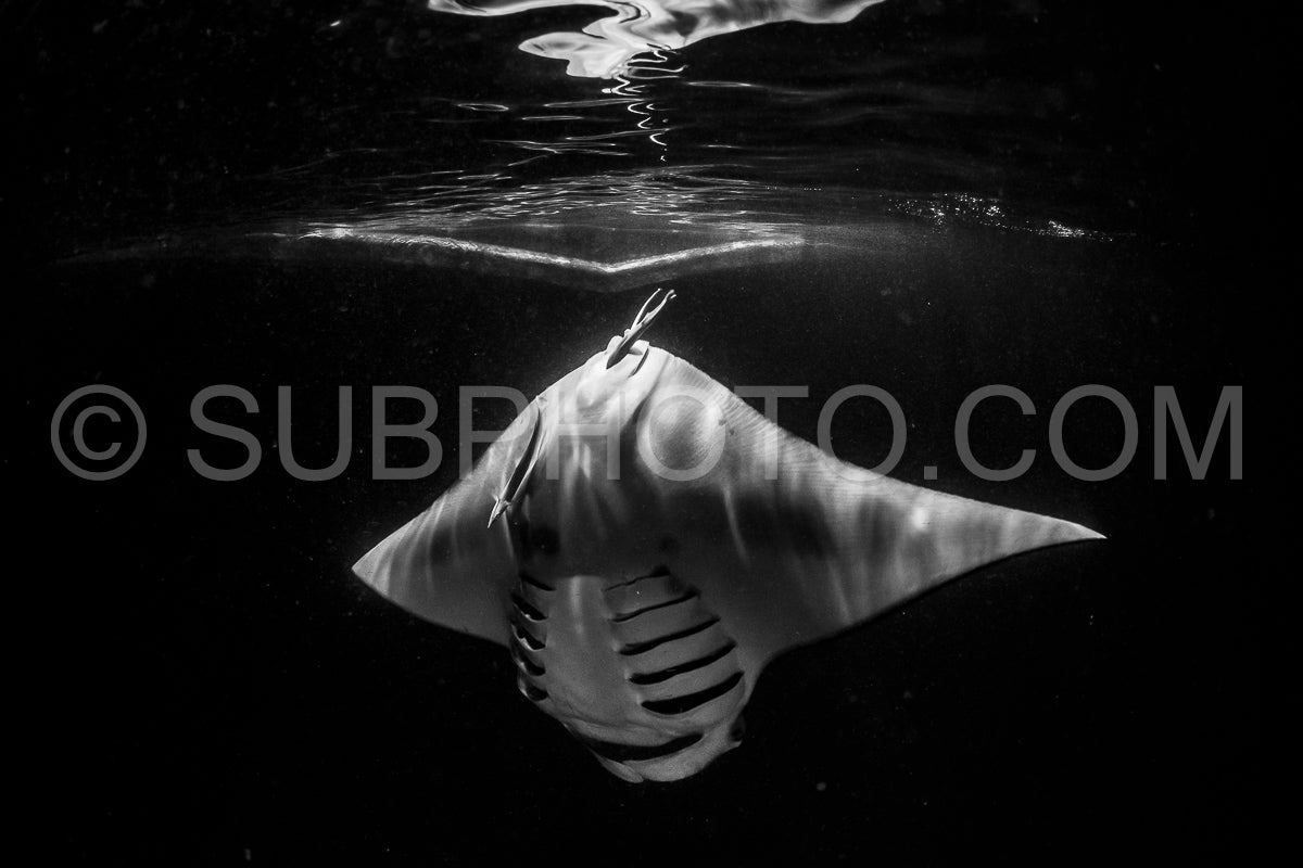 Manta ray at night in the Maldives