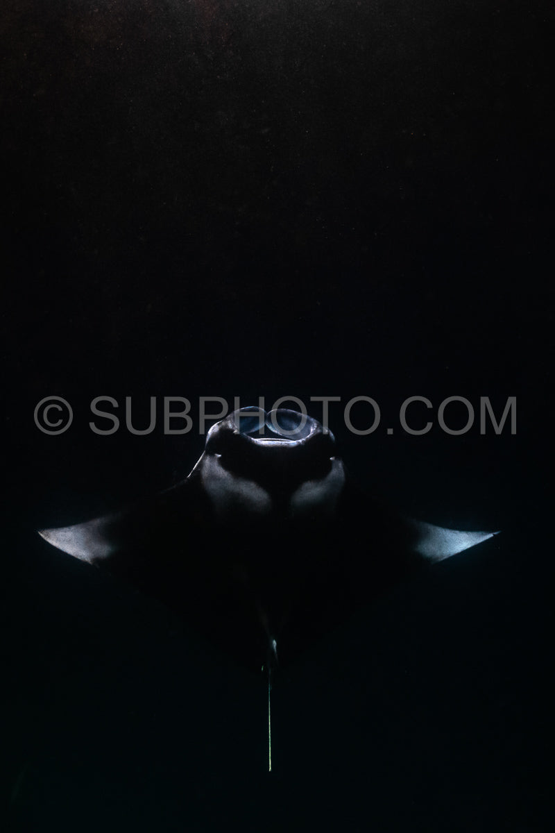 Photo de Raie manta de nuit aux Maldives
